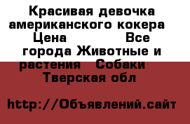 Красивая девочка американского кокера › Цена ­ 35 000 - Все города Животные и растения » Собаки   . Тверская обл.